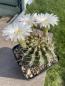 Preview: Acanthocalycium peitscherianum